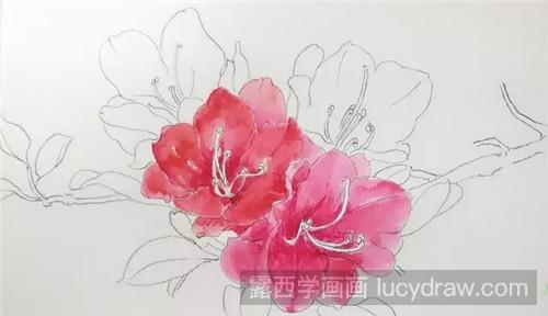 杜鹃花水彩画教程