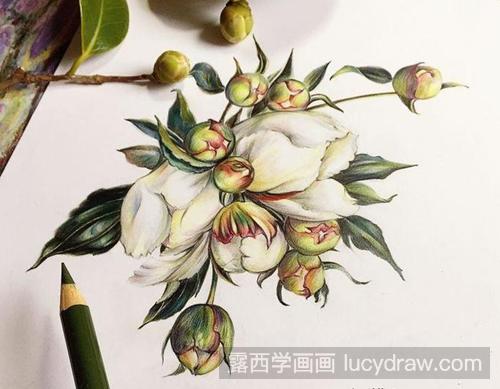 白茶花彩铅画教程