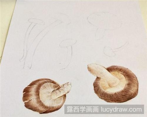 香菇彩铅画教程