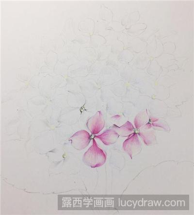 绣球花彩铅画教程