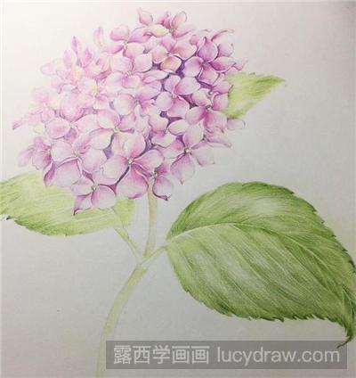 绣球花彩铅画教程