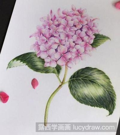 绣球花彩铅画教程