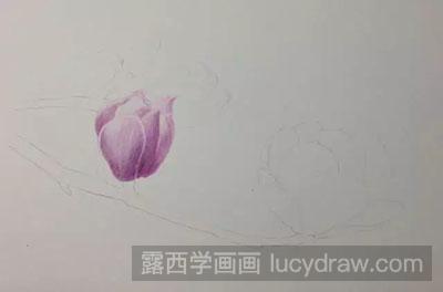 彩铅画教程-怎么绘制美丽的玉兰花