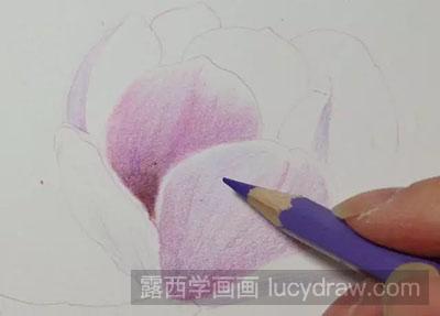 彩铅画教程-怎么绘制美丽的玉兰花