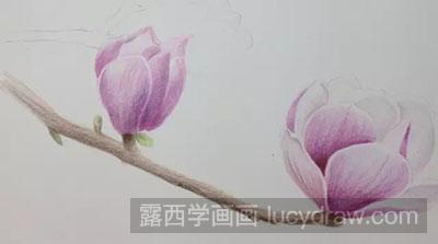 彩铅画教程-怎么绘制美丽的玉兰花