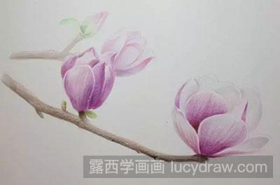 彩铅画教程-怎么绘制美丽的玉兰花