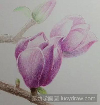 彩铅画教程-怎么绘制美丽的玉兰花