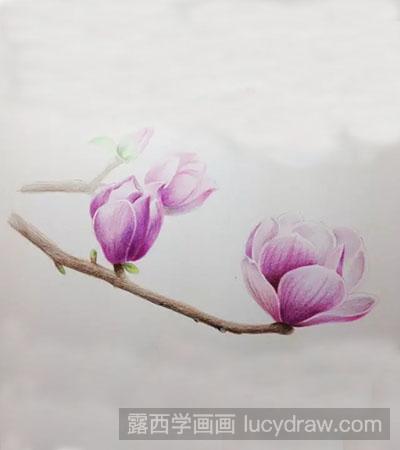 彩铅画教程-怎么绘制美丽的玉兰花