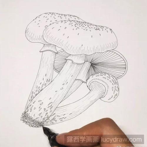 彩铅香菇画法步骤