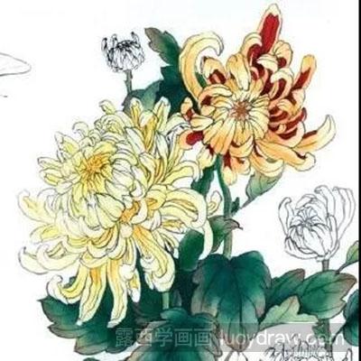 工笔画教程-怎么绘制菊花