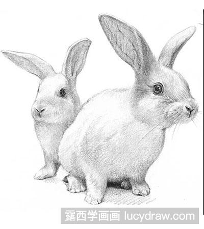 素描教程-怎么绘制小白兔