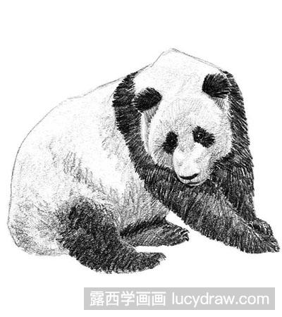 素描教程-大熊猫的绘制方法