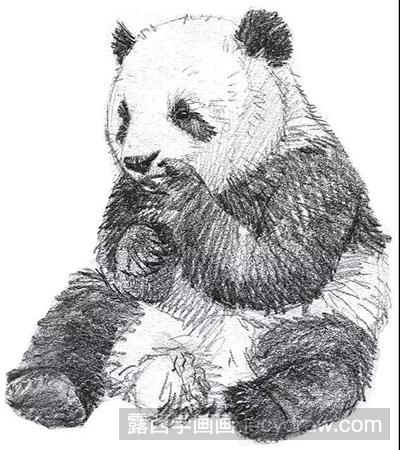 素描画大熊猫的各种姿态