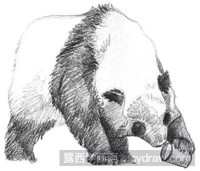 素描画大熊猫的各种姿态