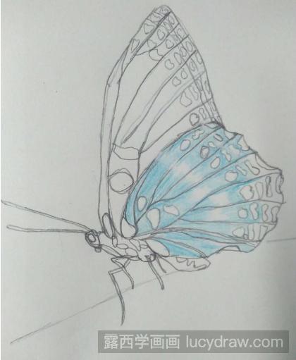 彩铅画蝴蝶教程步骤图
