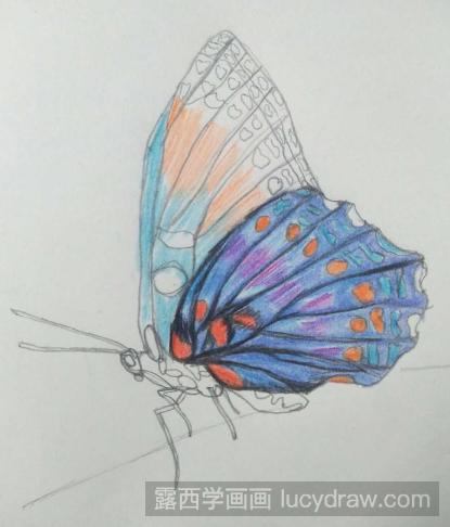 彩铅画蝴蝶教程步骤图