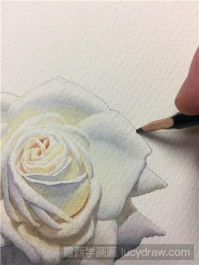 水彩画白玫瑰教程