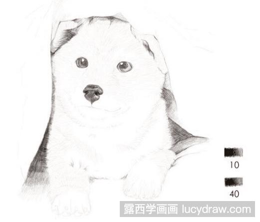 彩铅教程：怎么画中华田园犬