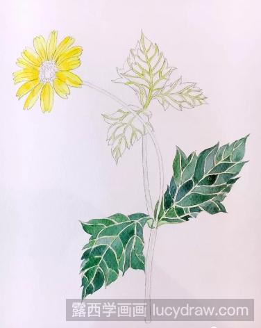 水彩画野菊花步骤教程