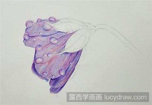 彩铅画教程：带水珠的紫色花朵