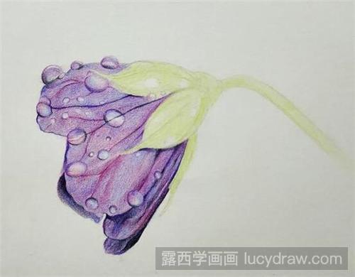 彩铅画教程：带水珠的紫色花朵