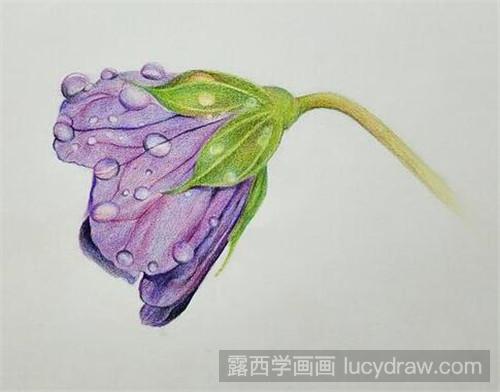 彩铅画教程：带水珠的紫色花朵