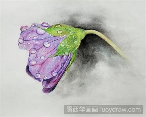 彩鉛畫教程:帶水珠的紫色花朵-露西學畫畫