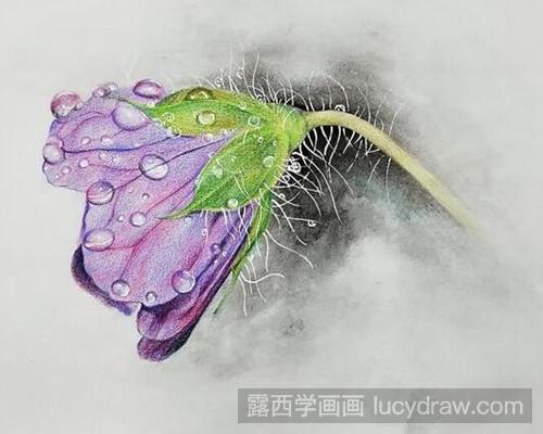 彩铅画教程：带水珠的紫色花朵