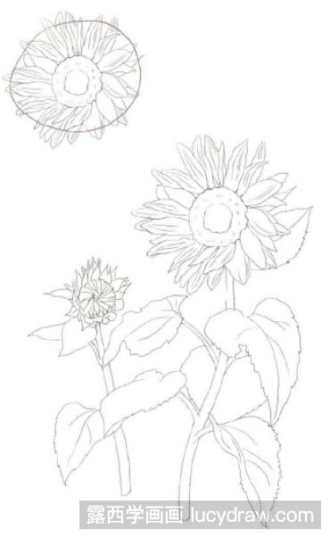 彩铅画教程：向日葵怎么画