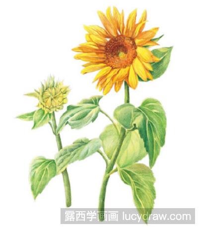 彩铅画教程：向日葵怎么画