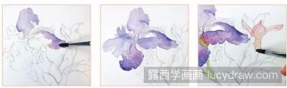 水彩画教程：怎么画鸢尾草