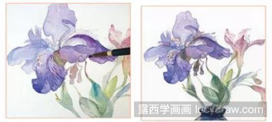 水彩画教程：怎么画鸢尾草