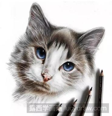 彩铅画猫毛发的技巧教程