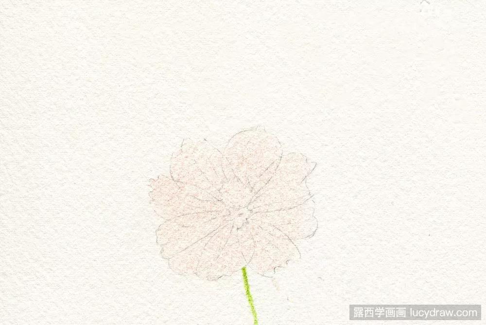 彩铅教程：花卉的画法