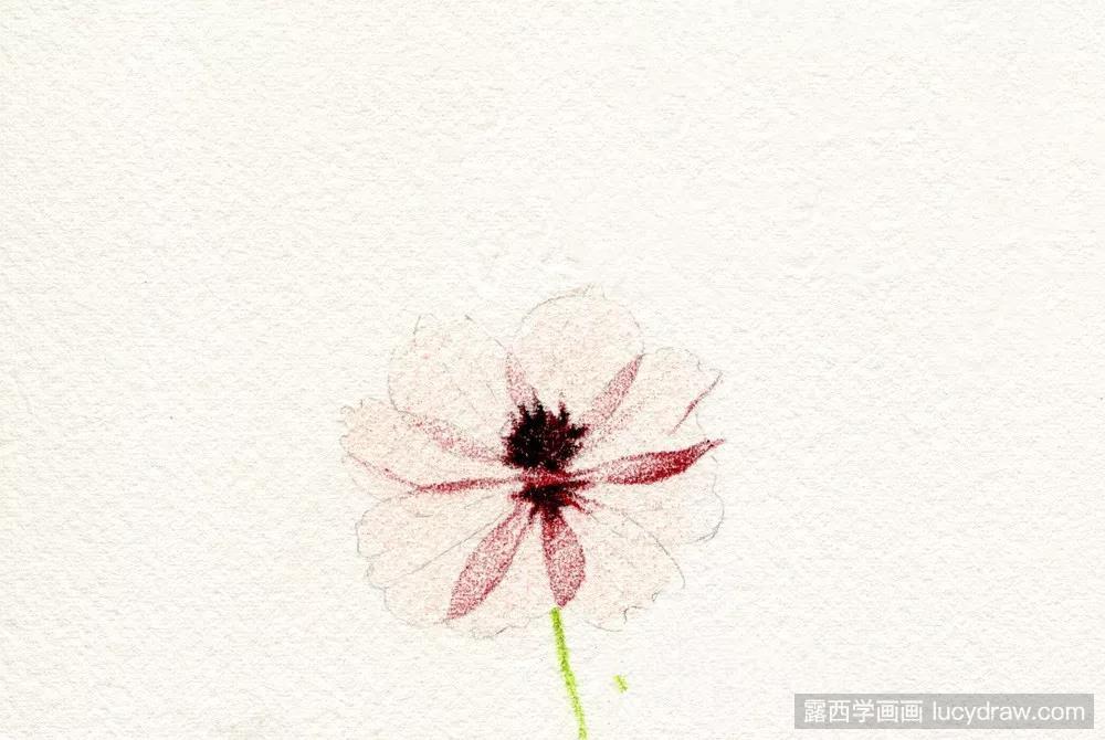 彩铅教程：花卉的画法