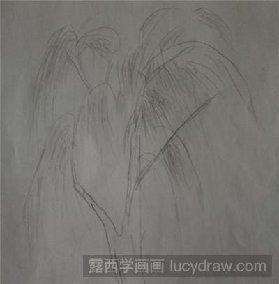 素描教程：怎么画垂柳