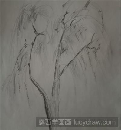 素描教程：怎么画垂柳