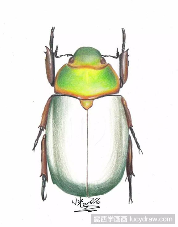 彩铅教程：甲虫的画法