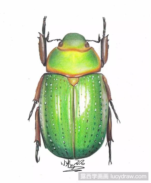 彩铅教程：甲虫的画法