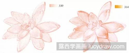 彩铅画教程：多肉捧花