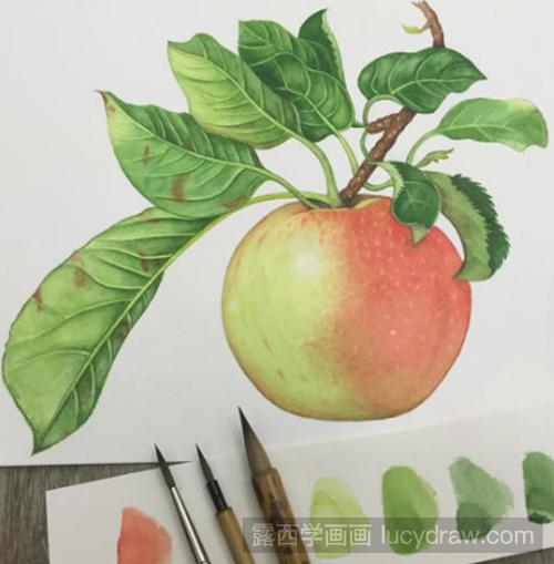 苹果水彩画教程