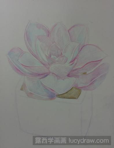 彩铅画多肉紫珍珠的画法