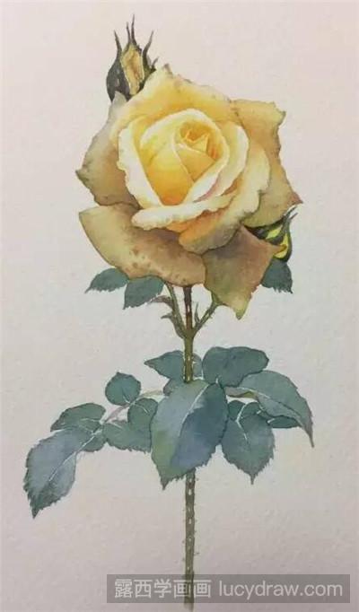 黄玫瑰水彩画教程