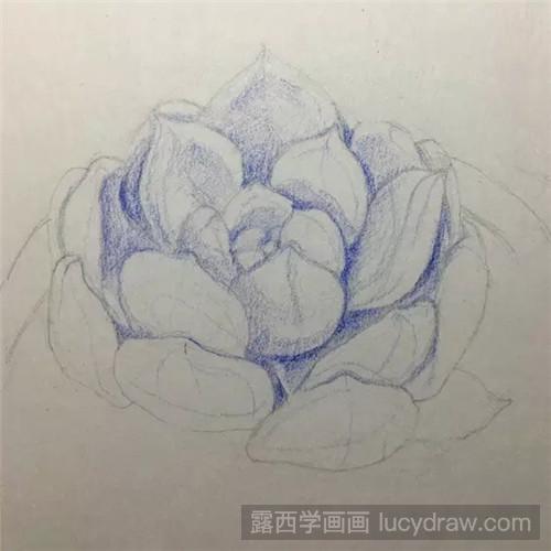 教你多肉橙梦露彩铅画