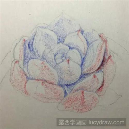 教你多肉橙梦露彩铅画