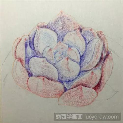 教你多肉橙梦露彩铅画