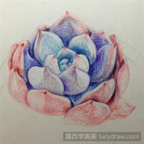 教你多肉橙梦露彩铅画