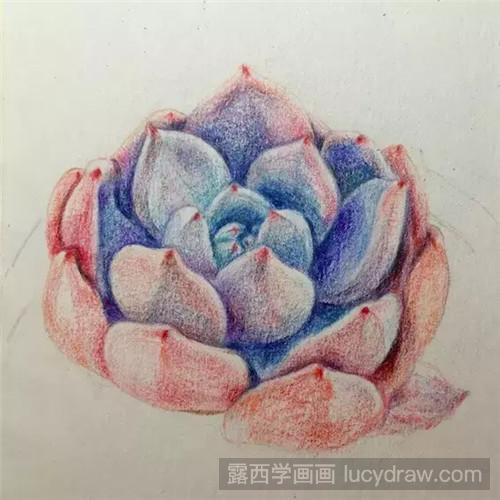 教你多肉橙梦露彩铅画