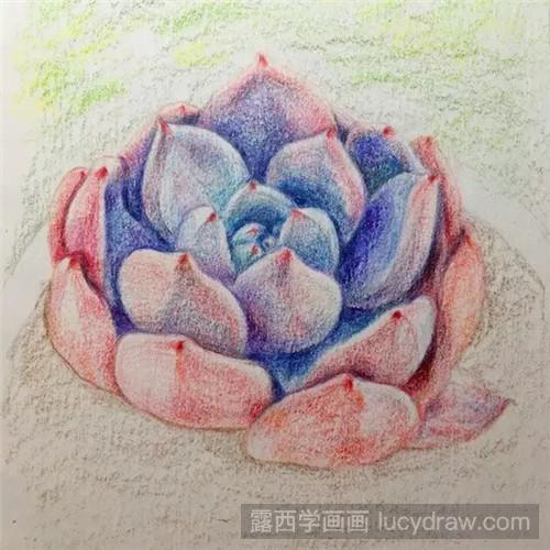 教你多肉橙梦露彩铅画