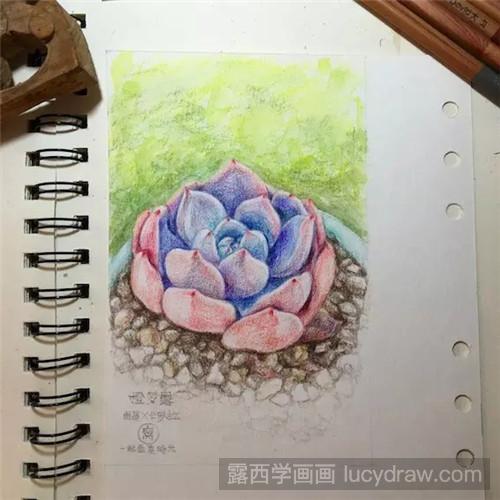 教你多肉橙梦露彩铅画